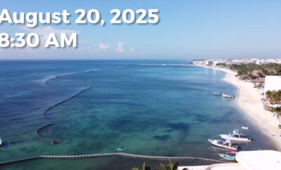 Daily Sargassum Sargasso Seaweed Report at Playa del Carmen, Mexico August 20, 2025