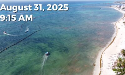 Daily Sargassum Sargasso Seaweed Report at Playa del Carmen, Mexico August 31, 2025