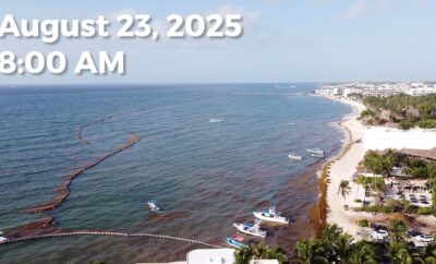 Daily Sargassum Sargasso Seaweed Report at Playa del Carmen, Mexico August 23, 2025