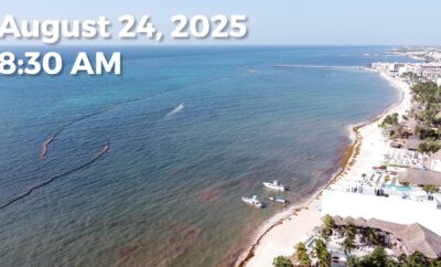 Daily Sargassum Sargasso Seaweed Report at Playa del Carmen, Mexico August 24, 2025