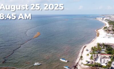 Daily Sargassum Sargasso Seaweed Report at Playa del Carmen, Mexico August 25, 2025