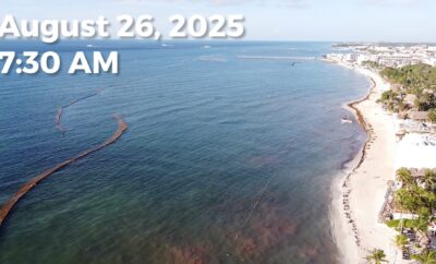 Daily Sargassum Sargasso Seaweed Report at Playa del Carmen, Mexico August 26, 2025