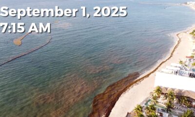 Daily Sargassum Sargasso Seaweed Report at Playa del Carmen, Mexico September 1, 2025