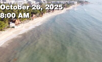 Daily Sargassum Sargasso Seaweed Report at Playa del Carmen, Mexico October 26, 2025