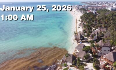 Daily Sargassum Sargasso Seaweed Report at Playa del Carmen, Mexico January 25, 2026