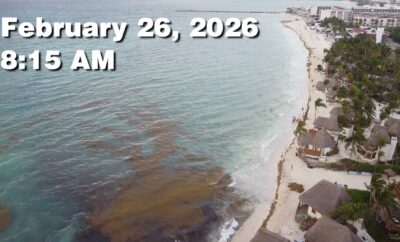 Daily Sargassum Sargasso Seaweed Report at Playa del Carmen, Mexico February 26, 2026