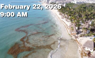 Daily Sargassum Sargasso Seaweed Report at Playa del Carmen, Mexico February 22, 2026