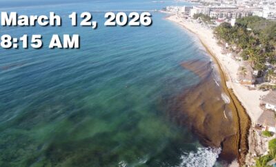 Daily Sargassum Sargasso Seaweed Report at Playa del Carmen, Mexico March 12, 2026