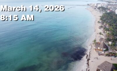 Daily Sargassum Sargasso Seaweed Report at Playa del Carmen, Mexico March 14, 2026