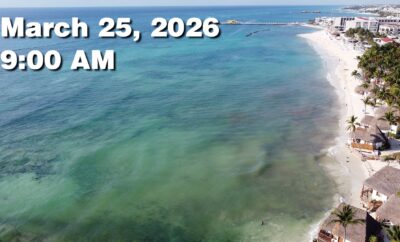 Daily Sargassum Sargasso Seaweed Report at Playa del Carmen, Mexico March 25, 2026