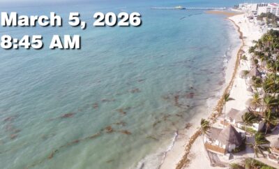 Daily Sargassum Sargasso Seaweed Report at Playa del Carmen, Mexico March 5, 2026