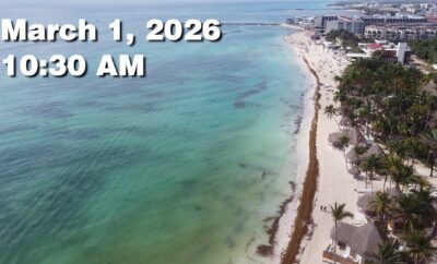 Daily Sargassum Sargasso Seaweed Report at Playa del Carmen, Mexico March 1, 2026