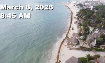 Daily Sargassum Sargasso Seaweed Report at Playa del Carmen, Mexico March 8, 2026