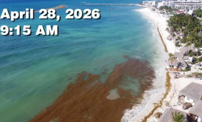 Daily Sargassum Sargasso Seaweed Report at Playa del Carmen, Mexico April 28, 2026
