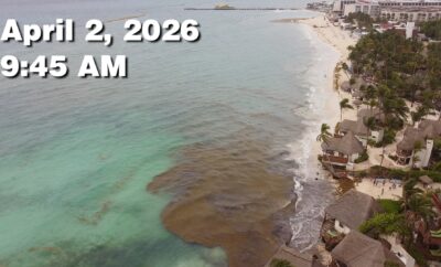 Daily Sargassum Sargasso Seaweed Report at Playa del Carmen, Mexico April 2, 2026