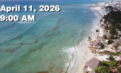 Daily Sargassum Sargasso Seaweed Report at Playa del Carmen, Mexico April 11, 2026