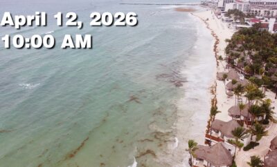 Daily Sargassum Sargasso Seaweed Report at Playa del Carmen, Mexico April 12, 2026