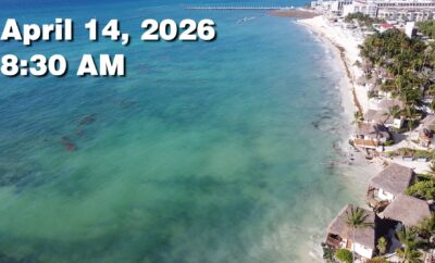 Daily Sargassum Sargasso Seaweed Report at Playa del Carmen, Mexico April 14, 2026