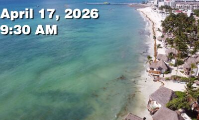 Daily Sargassum Sargasso Seaweed Report at Playa del Carmen, Mexico April 17, 2026