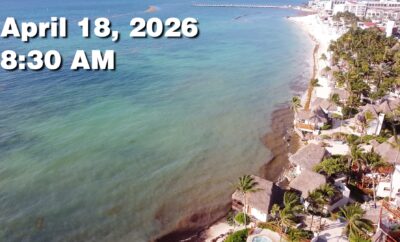 Daily Sargassum Sargasso Seaweed Report at Playa del Carmen, Mexico April 18, 2026