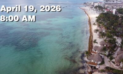 Daily Sargassum Sargasso Seaweed Report at Playa del Carmen, Mexico April 19, 2026