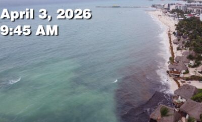 Daily Sargassum Sargasso Seaweed Report at Playa del Carmen, Mexico April 3, 2026
