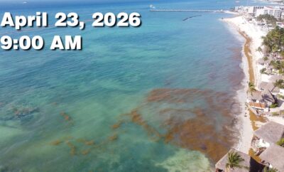 Daily Sargassum Sargasso Seaweed Report at Playa del Carmen, Mexico April 23, 2026