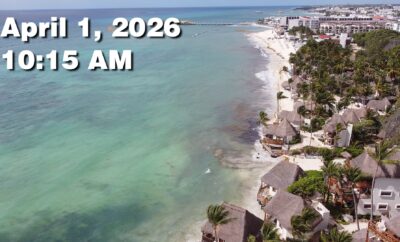 Daily Sargassum Sargasso Seaweed Report at Playa del Carmen, Mexico April 1, 2026