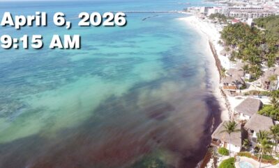 Daily Sargassum Sargasso Seaweed Report at Playa del Carmen, Mexico April 6, 2026