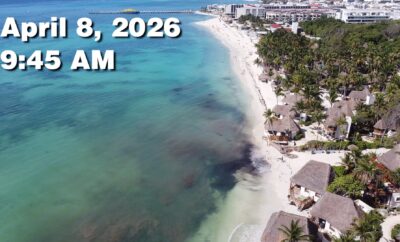 Daily Sargassum Sargasso Seaweed Report at Playa del Carmen, Mexico April 8, 2026