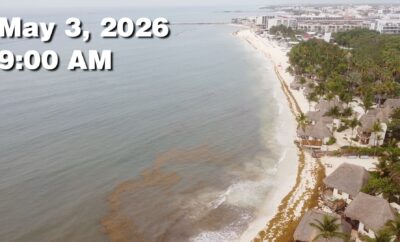 Daily Sargassum Sargasso Seaweed Report at Playa del Carmen, Mexico May 3, 2026