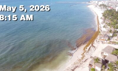 Daily Sargassum Sargasso Seaweed Report at Playa del Carmen, Mexico May 5, 2026