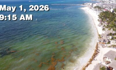 Daily Sargassum Sargasso Seaweed Report at Playa del Carmen, Mexico May 1, 2026