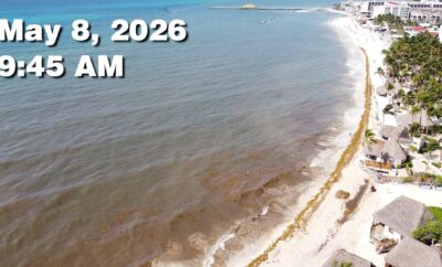 Daily Sargassum Sargasso Seaweed Report at Playa del Carmen, Mexico May 8, 2026