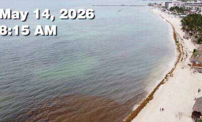 Daily Sargassum Sargasso Seaweed Report at Playa del Carmen, Mexico May 14, 2026