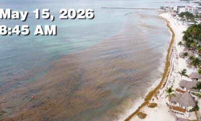 Daily Sargassum Sargasso Seaweed Report at Playa del Carmen, Mexico May 15, 2026