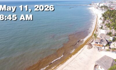 Daily Sargassum Sargasso Seaweed Report at Playa del Carmen, Mexico May 11, 2026