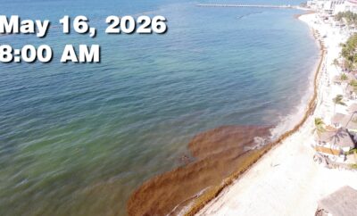 Daily Sargassum Sargasso Seaweed Report at Playa del Carmen, Mexico May 16, 2026