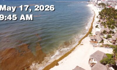 Daily Sargassum Sargasso Seaweed Report at Playa del Carmen, Mexico May 17, 2026