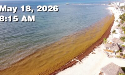 Daily Sargassum Sargasso Seaweed Report at Playa del Carmen, Mexico May 18, 2026