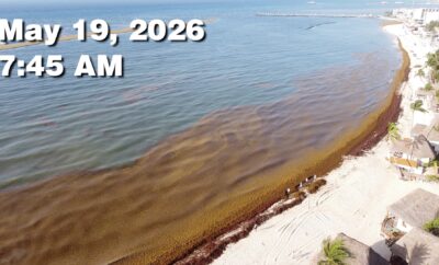 Daily Sargassum Sargasso Seaweed Report at Playa del Carmen, Mexico May 19, 2026