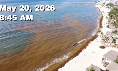 Daily Sargassum Sargasso Seaweed Report at Playa del Carmen, Mexico May 20, 2026