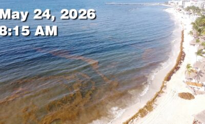 Daily Sargassum Sargasso Seaweed Report at Playa del Carmen, Mexico May 24, 2026