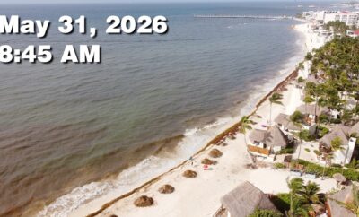 Daily Sargassum Sargasso Seaweed Report at Playa del Carmen, Mexico May 31, 2026