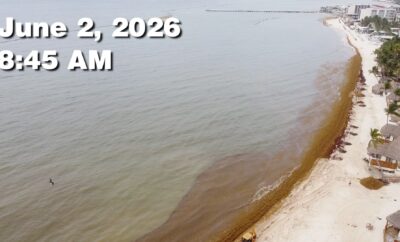 Daily Sargassum Sargasso Seaweed Report at Playa del Carmen, Mexico June 2, 2026