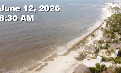 Daily Sargassum Sargasso Seaweed Report at Playa del Carmen, Mexico June 12, 2026