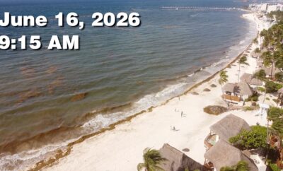 Daily Sargassum Sargasso Seaweed Report at Playa del Carmen, Mexico June 16, 2026