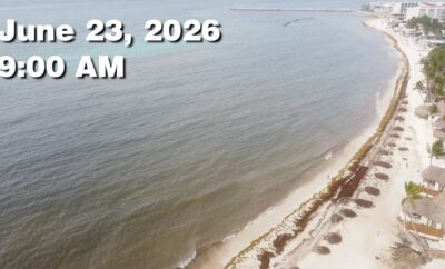 Daily Sargassum Sargasso Seaweed Report at Playa del Carmen, Mexico June 23, 2026