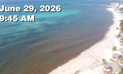 Daily Sargassum Sargasso Seaweed Report at Playa del Carmen, Mexico June 29, 2026