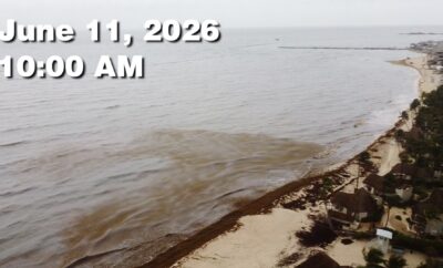 Daily Sargassum Sargasso Seaweed Report at Playa del Carmen, Mexico June 11, 2026